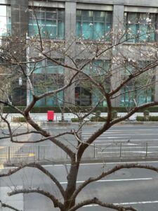 外堀通りの桜が咲き始めましたのアイキャッチ画像