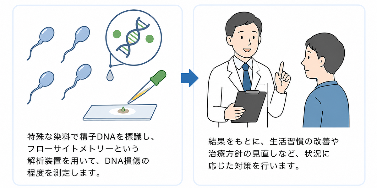 DFI検査（精子DNA断片化指数検査）とは