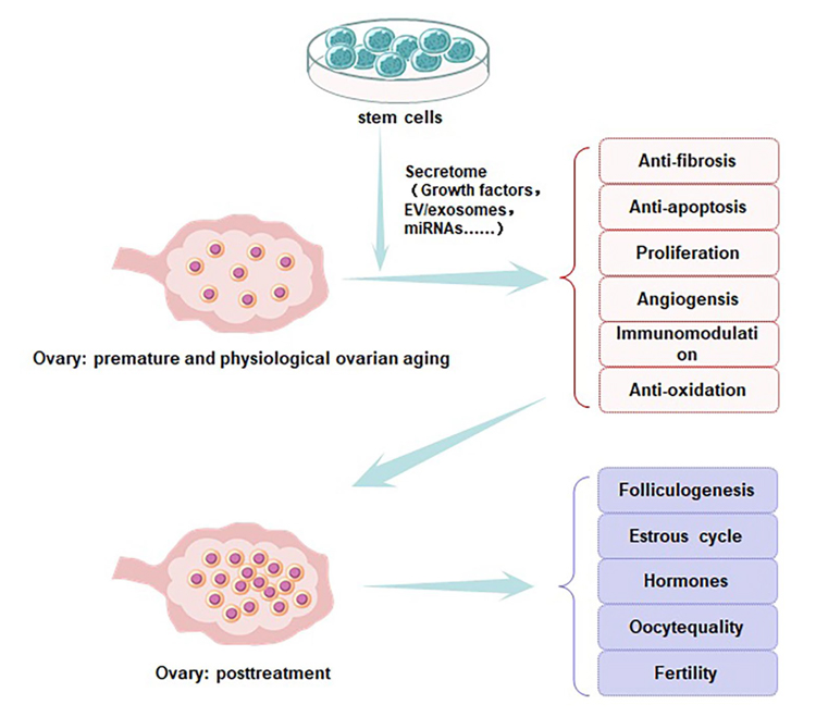 図の引用（Cui and Jing et al. Journal of Ovarian Research 2024）